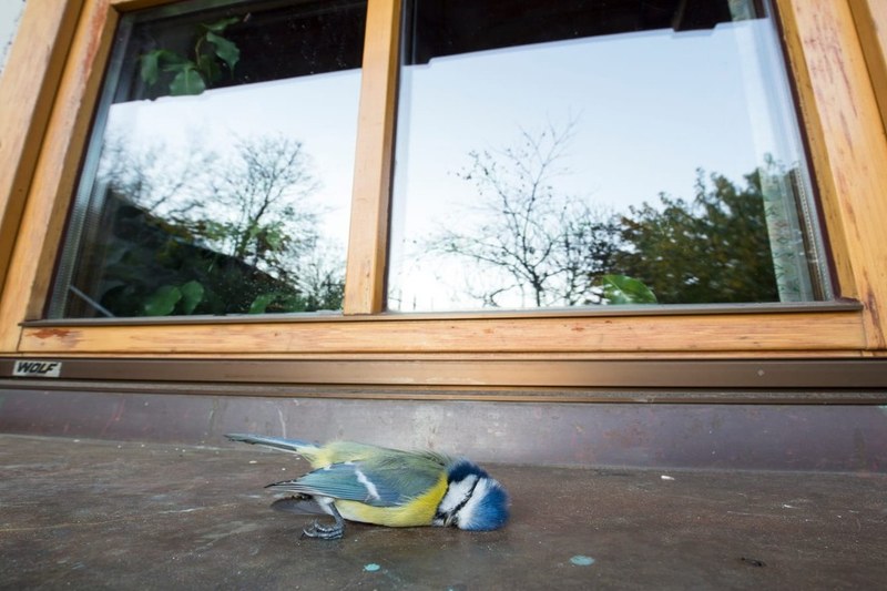 Vermeidbarer Unfall: Diese Blaumeise überlebte den Aufprall gegen die Fensterscheibe leider nicht. © Patrick Egger