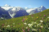 Blumenwiese im Berner Oberland.