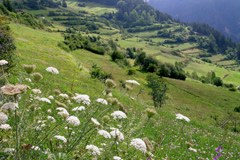 Es brennt: die Alpenwiesen sind fast verschwunden. Feuer in den Alpen setzt dieses Jahr ein Zeichen für den bedrohten Lebensraum für viele Pflanzen und Tiere.