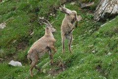 Bald keine Spielgefährten mehr: Junge Alpensteinböcke im Nationalpark Gran Paradiso/I sterben aufgrund unbekannter Ursachen.