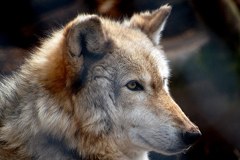 Noch ist der Wolf in der Schweiz streng geschützt. Wie lange noch?