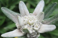 Alpen ohne Edelweiss