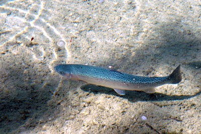 Alpenflüsse ohne Wasser