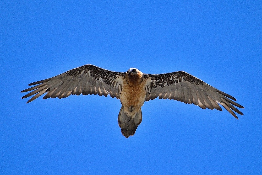 Fliegende Bartgeier erkennen: Merkmale sind lange, spitze Flügel und spatelförmige Schwanzfedern, genannt Stoss.