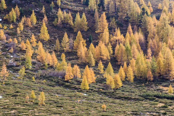 Citizen Science im Alpenwald: Wenn die Lärche erzählt