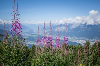 Grünere und wärmere Alpen