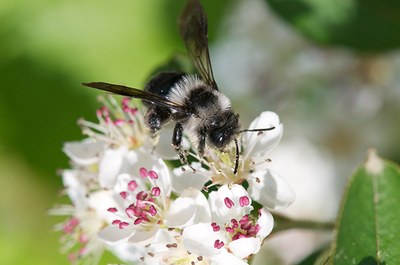 Wildbienen im toten Winkel