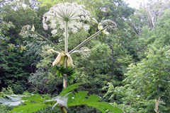 The giant hogweed, an immigrant from the Caucasus, is spreading into montane regions. Skin contact causes burns and blisters.