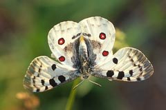 The distribution of the Apollo butterfly in the alpine perimeter is just one example of the information which can be found on the new mountain biodiversity portal.