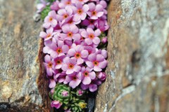Alpine Rock-Jasmine: the habitat of many species is becoming scarce.