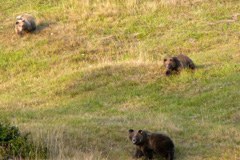 Brown bears in the Trentino: the largest population in the Alps