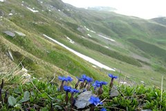 Plants in the Pyrenees and the eastern Alps are likely to be the most affected by climate change.