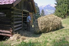 The new Common Agricultural Policy should take better into account environmental criteria and the special conditions of agriculture in the Alps.