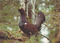 Western capercaillie: in the Hohe Tauern Pilot Region the habitat conditions for this threatened bird have been improved through forest management.