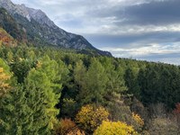 Act now to protect forests: sign the #HandsOffNature petition!