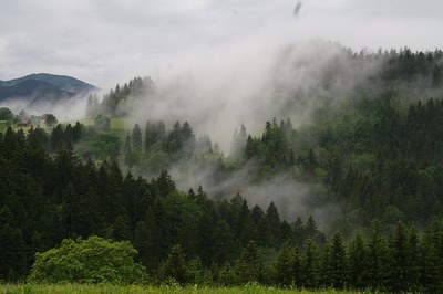 Living mountain forests