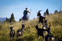Dialogues on wolves – strengthening shepherds’ networks in the Alps