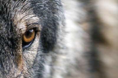 Knowledge transfer on the co-adaptation of humans and wolves in the Alpine region