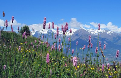 La nature dans les Alpes : appréciée et menacée