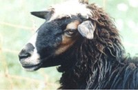 Un mouton Bovska