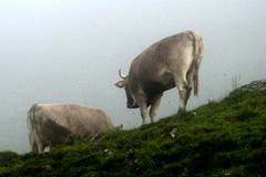 AgriMontana et AlpFUTUR