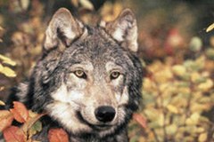 En France, le loup ne figure plus sur la liste des espèces menacées.