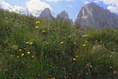 Année de la biodiversité 2010 : les pays alpins participent à leur échelle à la sauvegarde de la biodiversité.