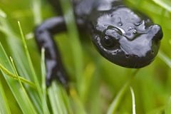 La salamandre de Lanza est une espèce menacée inscrite sur la liste rouge européenne.