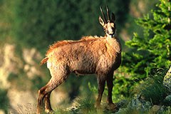 Ce qui compte pour la biodiversité dans les Alpes
