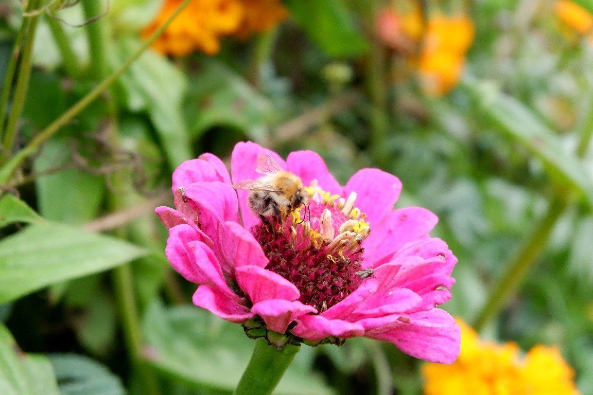 Retrouvez sur le site www.beeaware.blog des conseils pour protéger les abeilles et les bonnes pratiques des communes pilotes du projet. © witus  