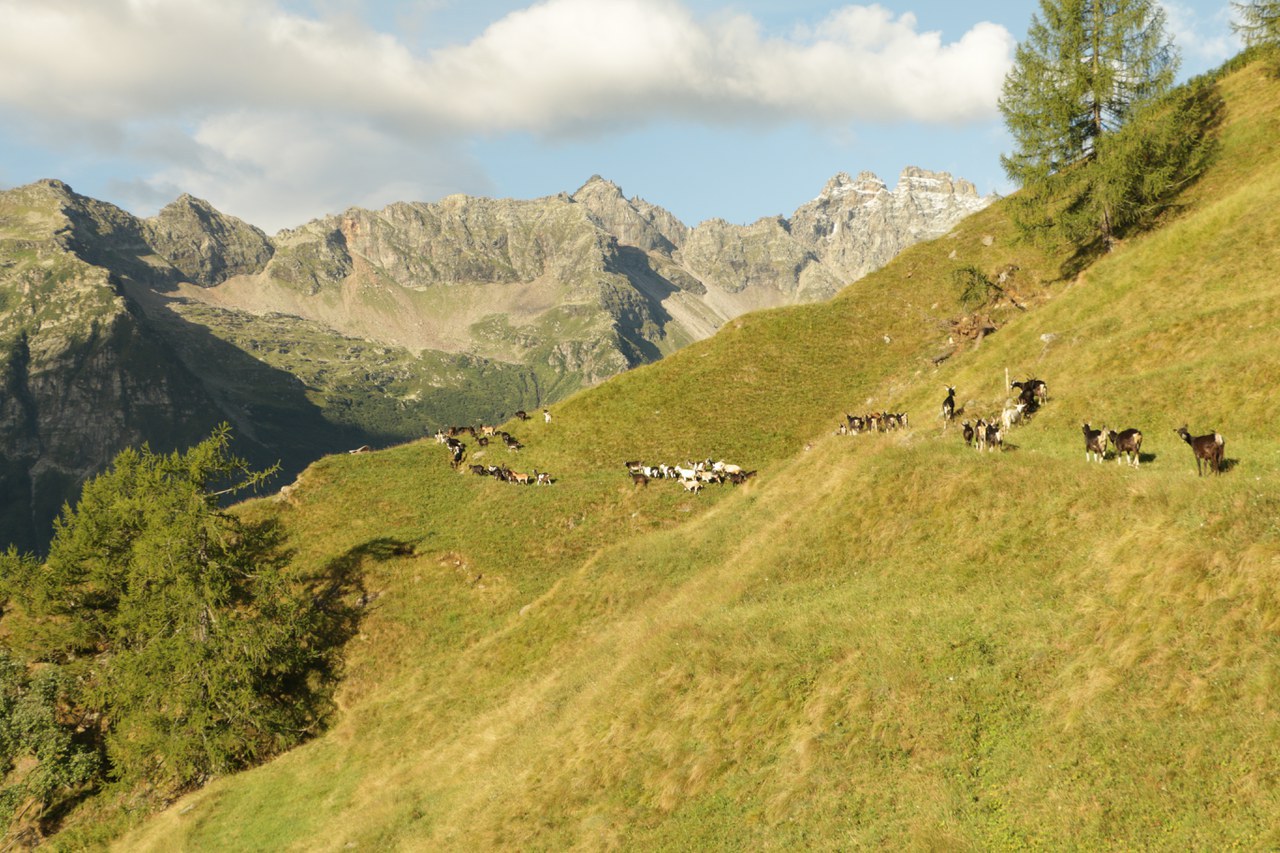 La saison d'alpage du bétail a fait son entrée au patrimoine culturel immatériel de l'humanité. © Maria Naynar