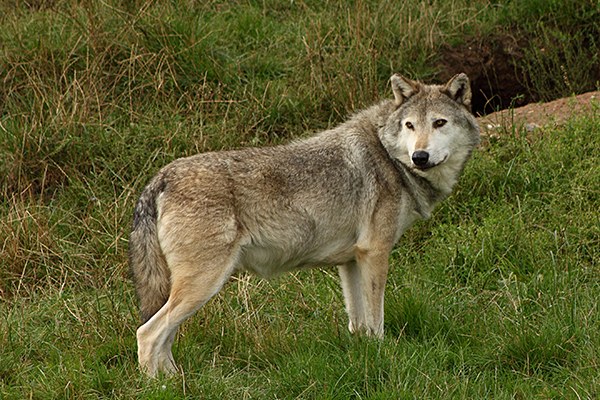 Le statut de protection du loup est remis en question dans les Alpes. © Lawria / flickr.com