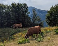 Le renouvellement générationnel dans l'agriculture alpine française