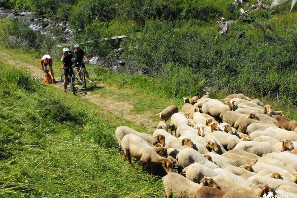 Cohabitation entre pastoralisme & tourisme