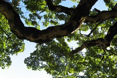 Boschi e il Protocollo di Kyoto