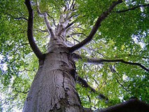 Molte artiste e artisti danno la loro voce agli alberi: un'iniziativa per il centenario di Pro Natura.