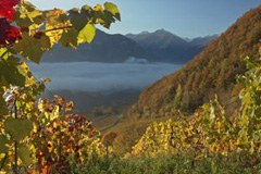 Presso l'Istituto Delinat si svolgono ricerche per il futuro della viticoltura europea.