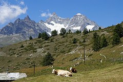 Le aree aperte e semiaperte utilizzate in modo estensivo sono uno degli ambienti naturalisticamente più pregiati del territorio alpino.