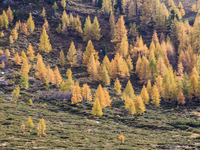 Citizen Science nelle foreste alpine: quando il larice racconta