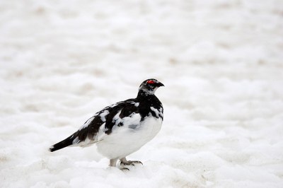 L’habitat si riduce, le rotte migratorie cambiano