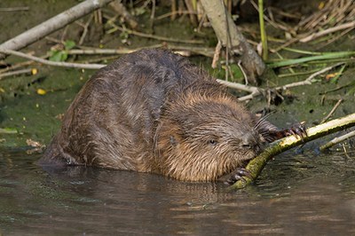 Le Alpi: ambiente naturale per lupi, linci e castori