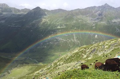 Una rete transalpina dei pastori