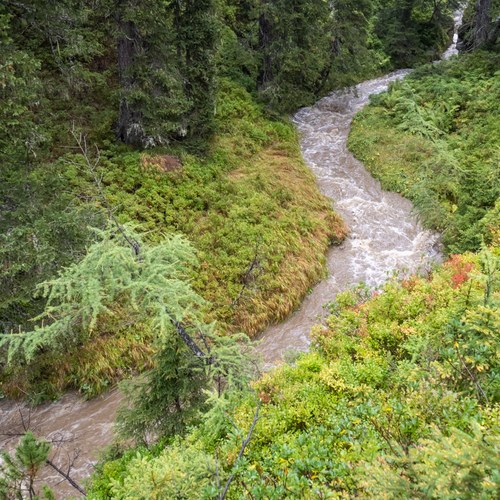 10 JeloviZA (c) Samo Khan