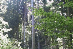 1181_CIPRAInfo82_Wald.jpg