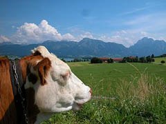 1271_berglandwirtschaft.jpg