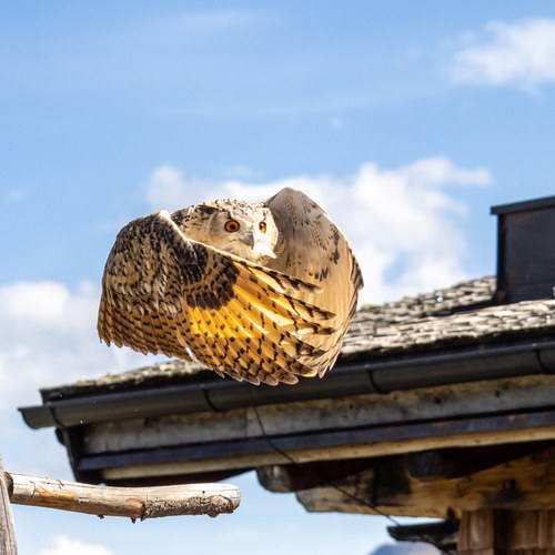 13 JeloviZA (c) Samo Khan