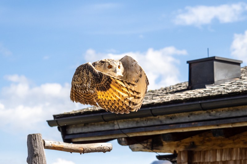 13 JeloviZA (c) Samo Khan