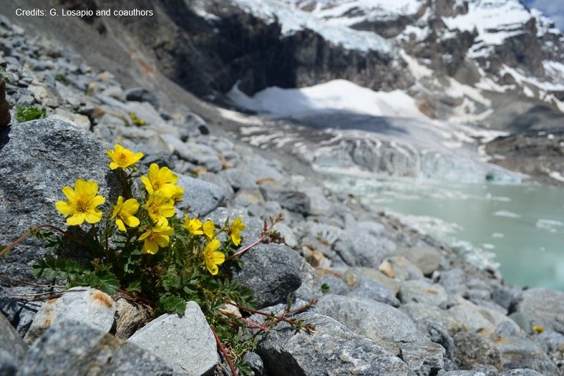 1_Alpenblumen verschwinden mit Gletschern (c) G. Losapio and coauthors.jpg