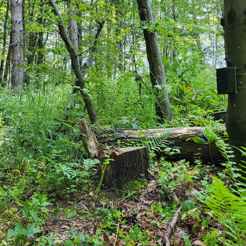 Nameščanje števcev, Kum, junij 2022. Arhiv PZS