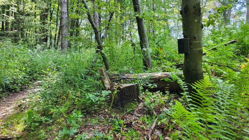 Nameščanje števcev, Kum, junij 2022. Arhiv PZS